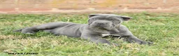 Cane Corso dogs for sale: Coral - Ad 4