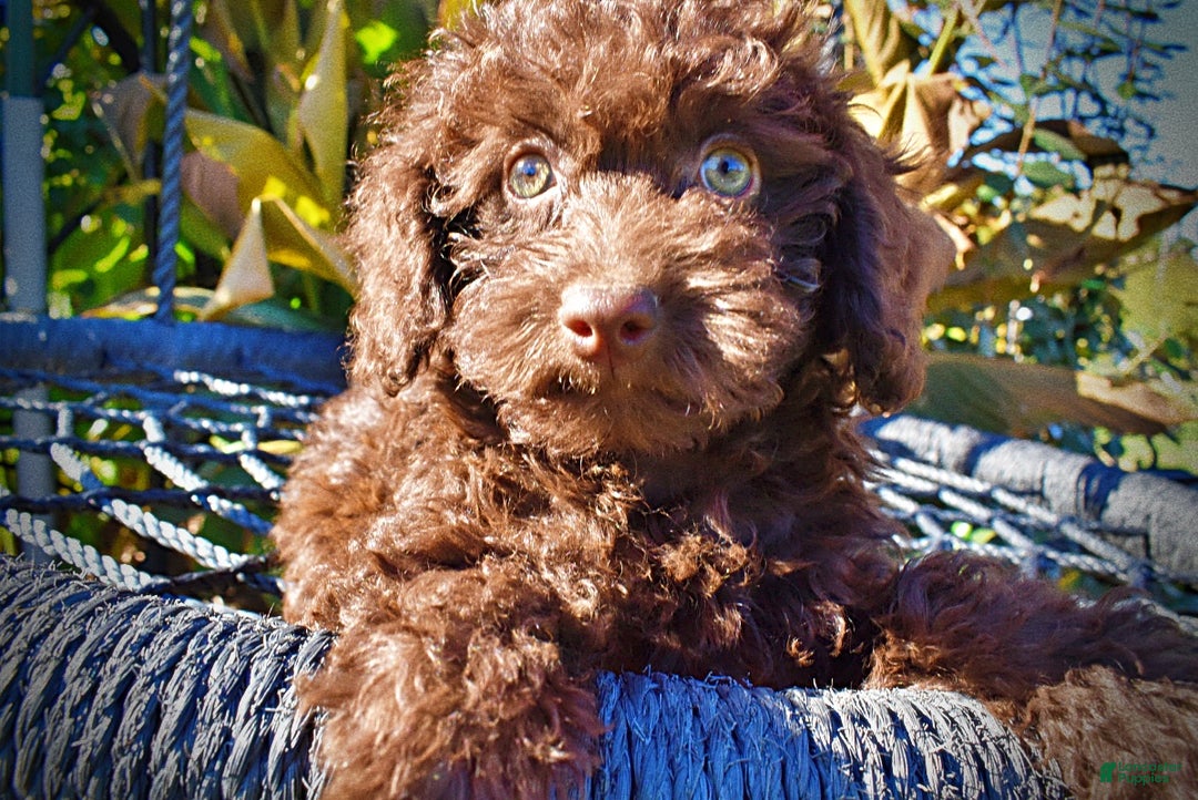 Havapoo dogs for sale: Isabella - Ad 3