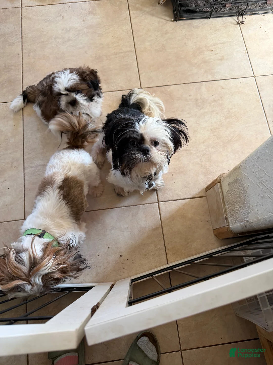 Shih Tzu dogs for sale: Shih Tzu Puppy - Ad 1