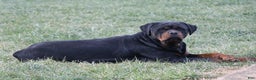 Rottweiler dogs for sale: Astra - Ad 2