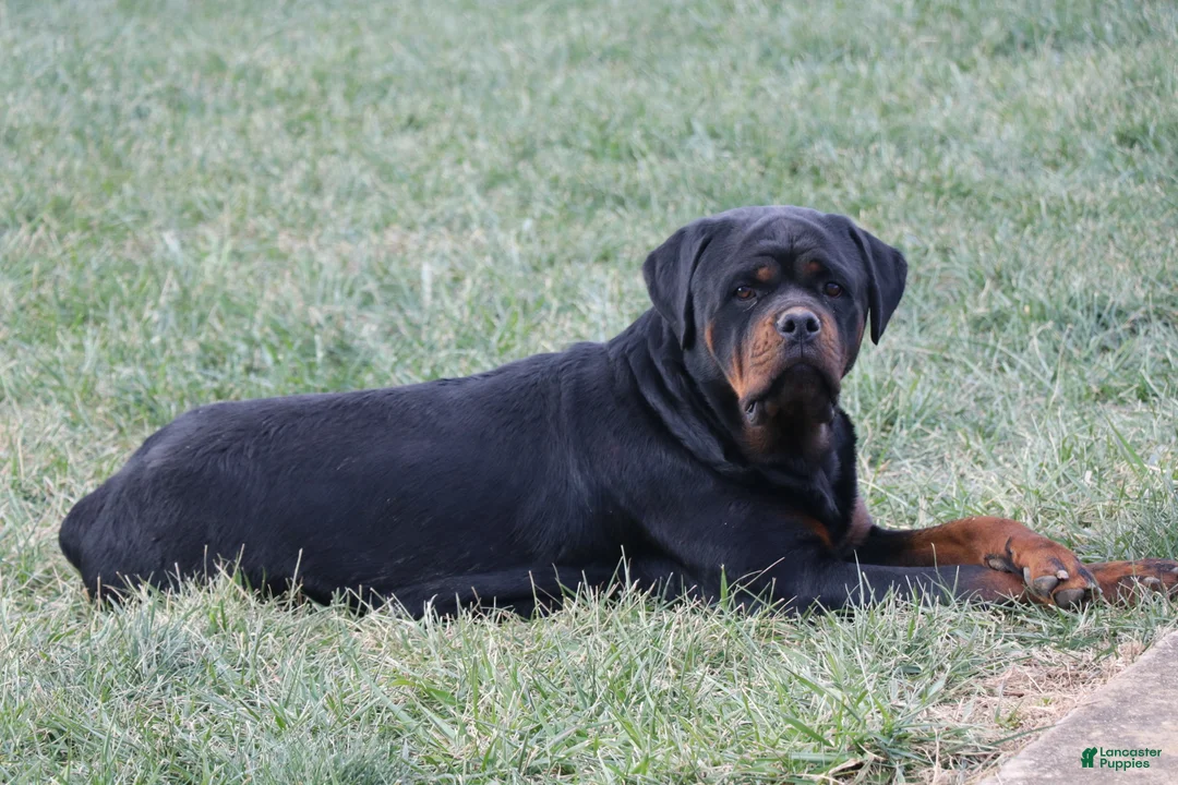 Rottweiler dogs for sale: Alfonzo - Ad 7