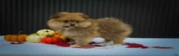 Pomeranian dogs for sale: 🐾 Meet Roxy — A Bouncy Little Ball of Fluff! 🐾 - Ad 13