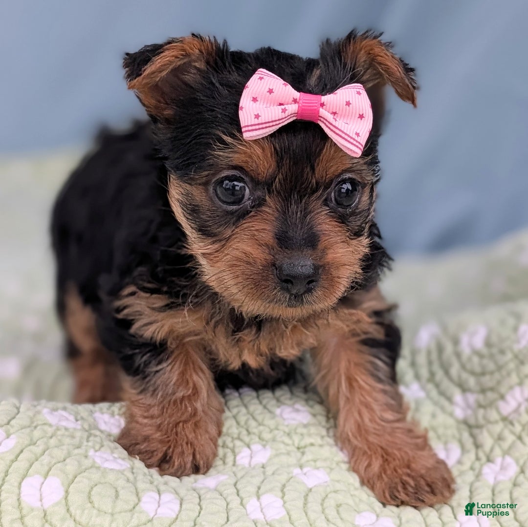 Yorkshire Terrier dogs for sale: Sugar Cookie - Ad 4