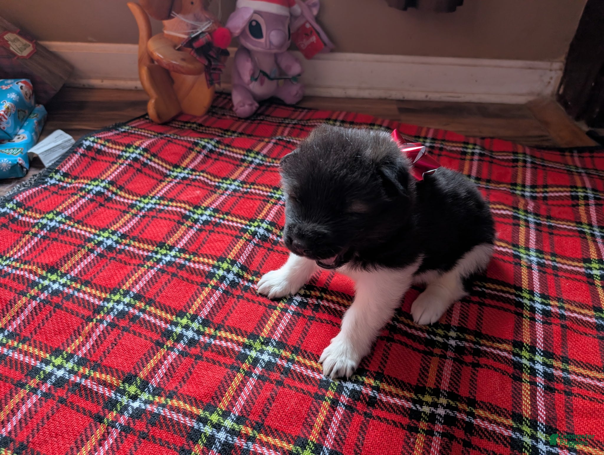 Akita dogs Chiane - Ad 12