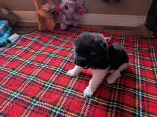 Akita dogs Akita Puppy 2 - Ad 25