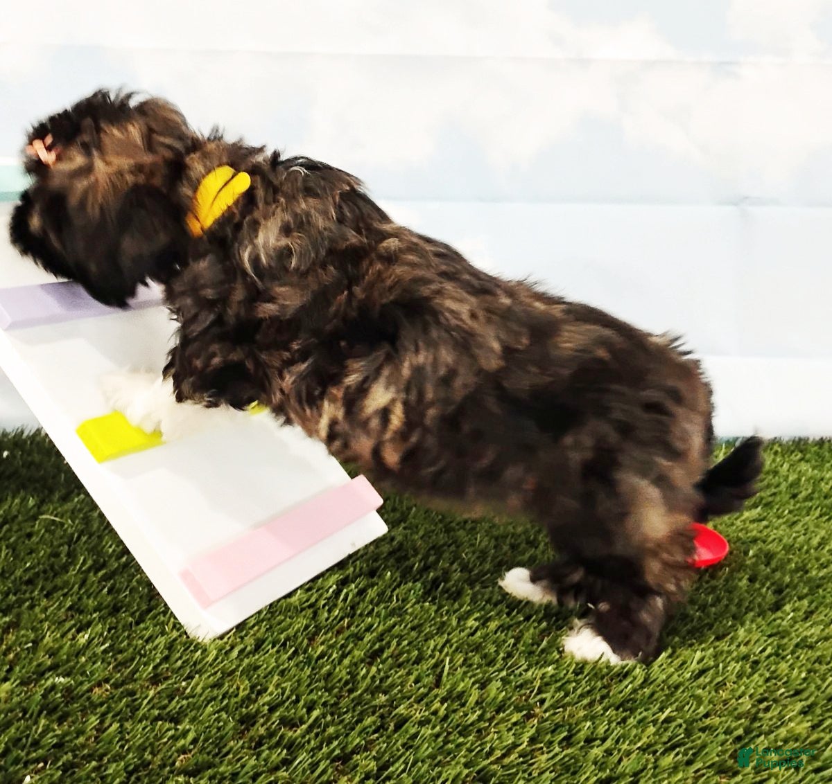 Mixed Breed dogs Emerald - Ad 2