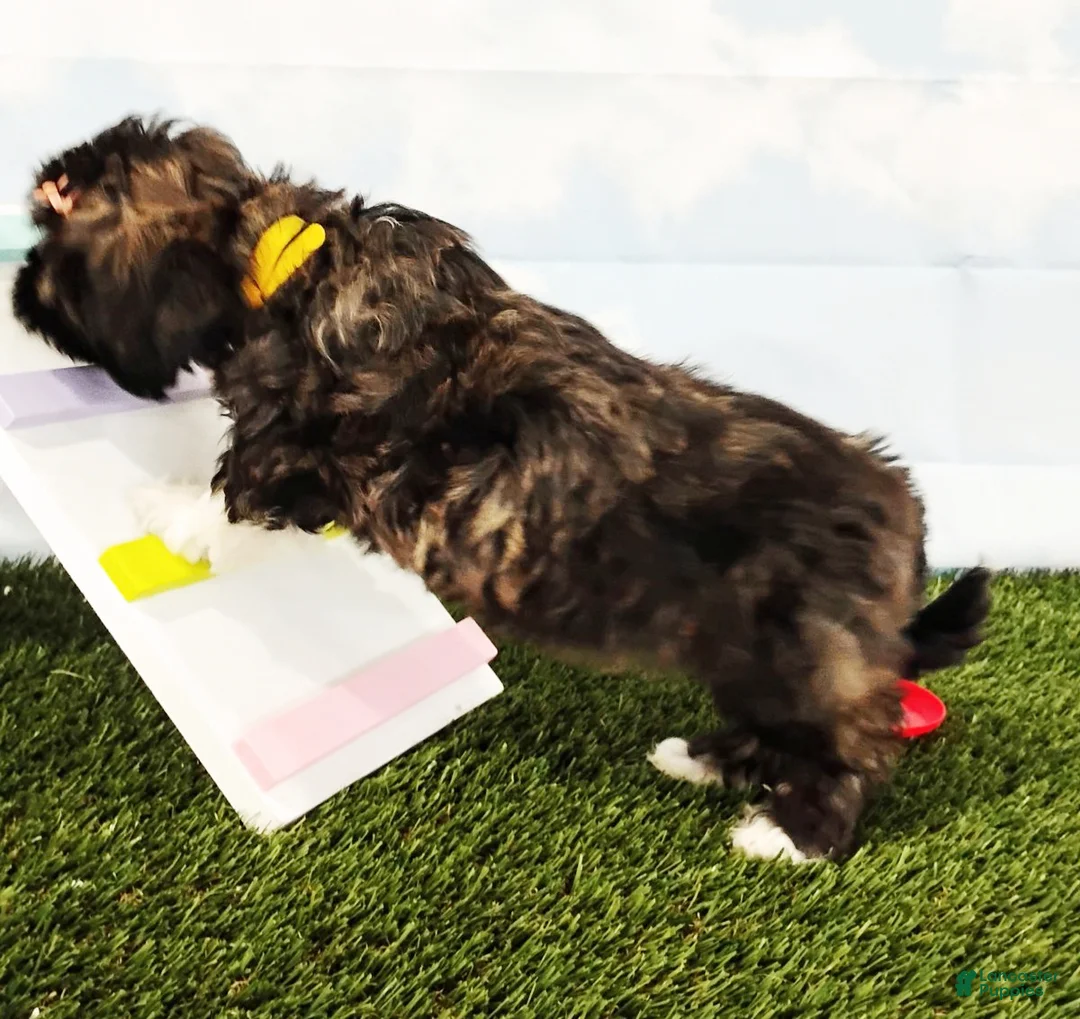 Mixed Breed dogs for sale: Emerald - Ad 2