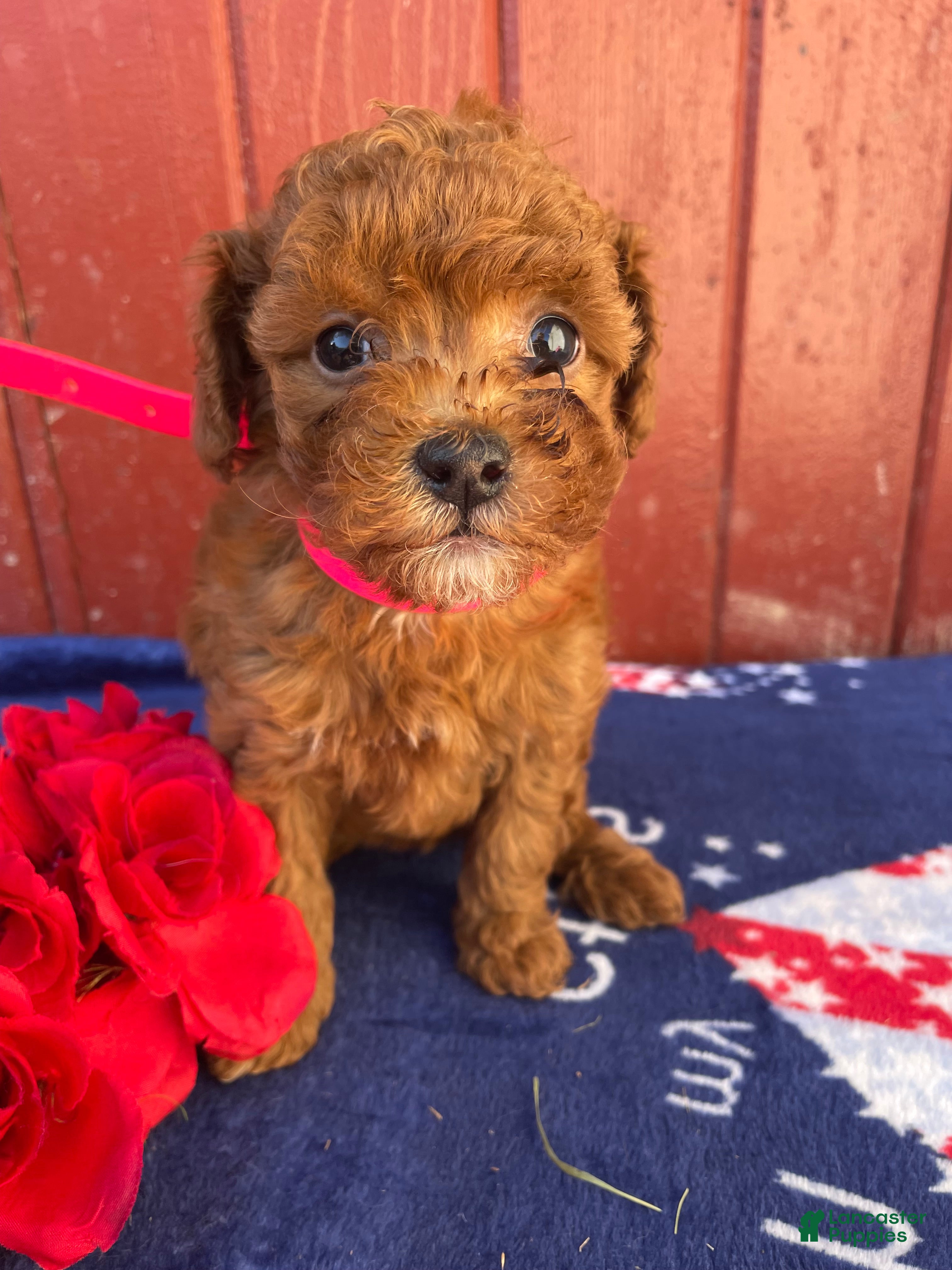 Mini Goldendoodle dogs Toffee - Ad 32
