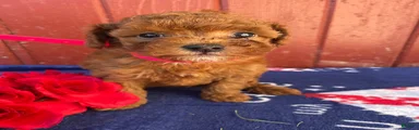 Toffee