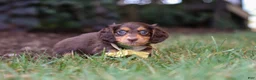 Miniature Dachshund dogs for sale: Grover - Ad 6