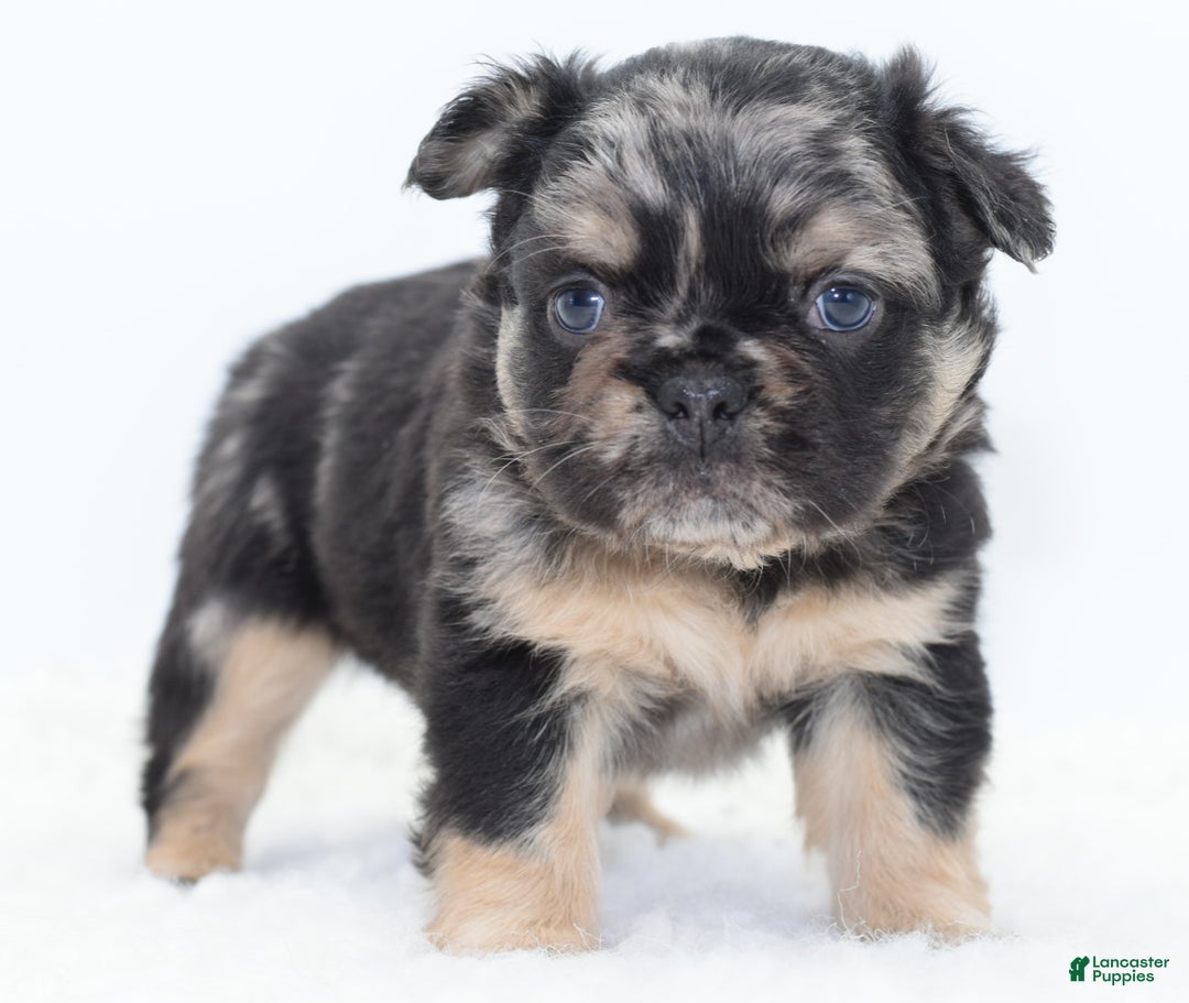 Mixed Breed dogs for sale: Penny blue eyes  - Ad 9