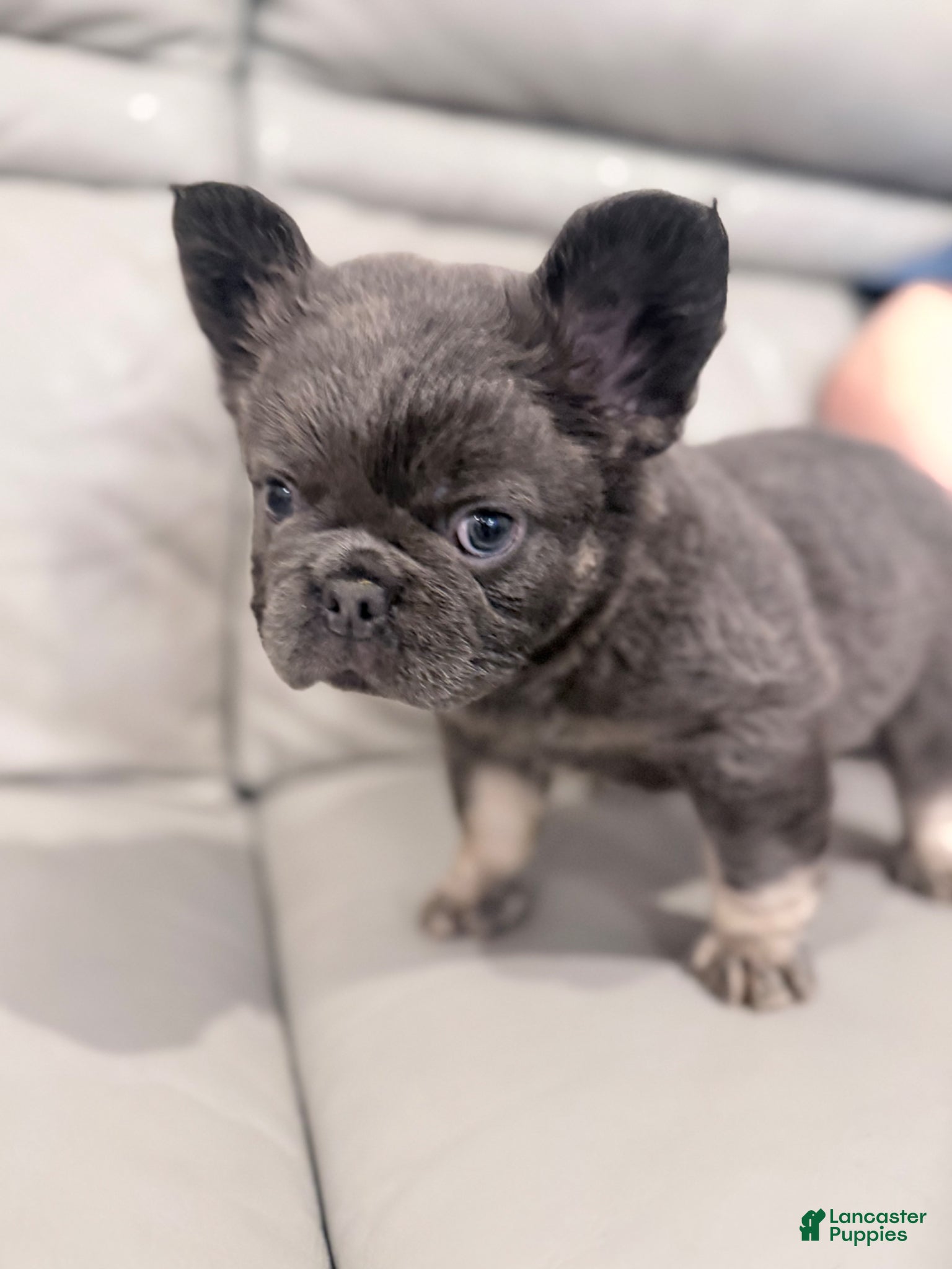 French Bulldog dogs French Bulldog Puppy 3 - Ad 28