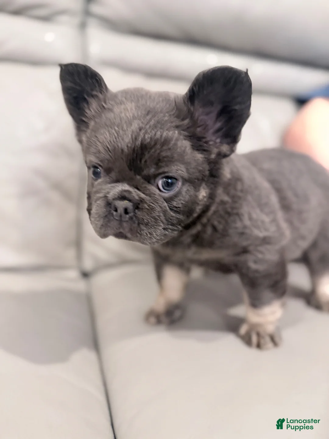 French Bulldog dogs for sale: French Bulldog Puppy 3 - Ad 1