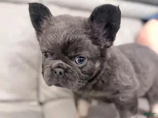 French Bulldog dogs French Bulldog Puppy 3 - Ad 40