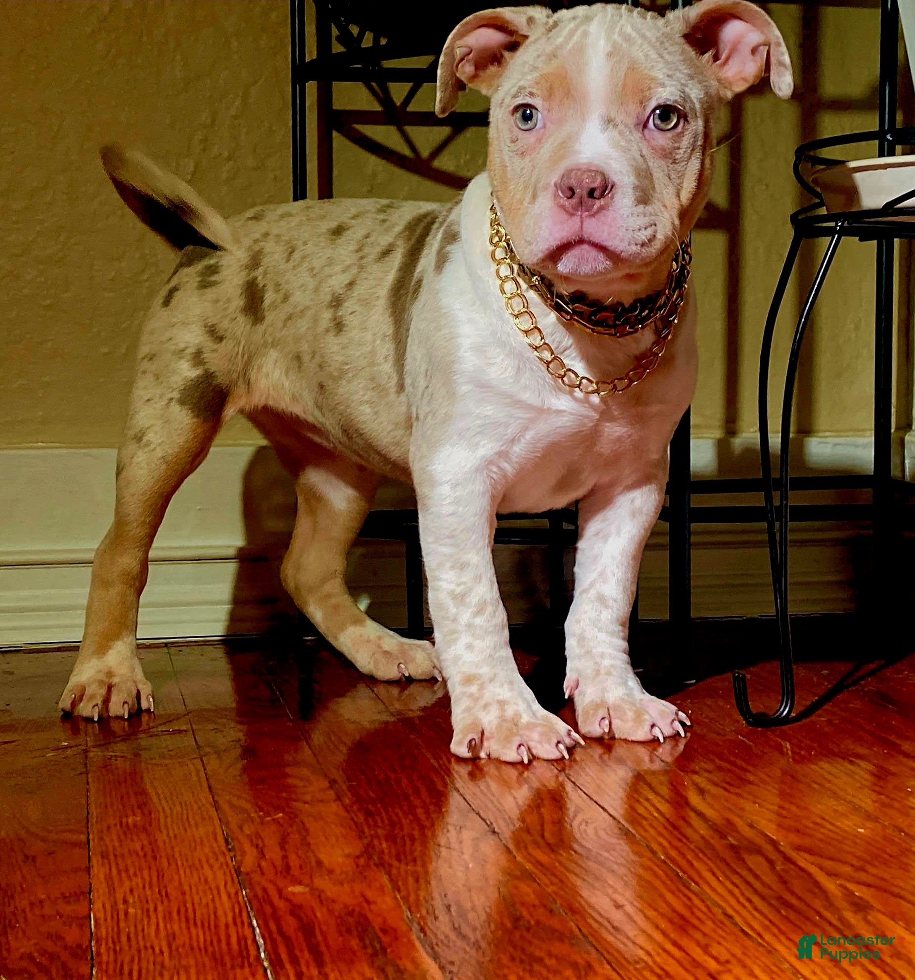 American Bully dogs "NICKI MINAJ" - Ad 42