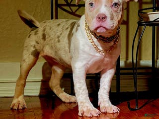 American Bully dogs "NICKI MINAJ" - Ad 42