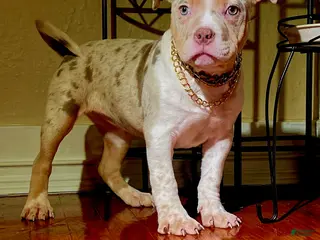American Bully dogs "NICKI MINAJ" - Ad 12