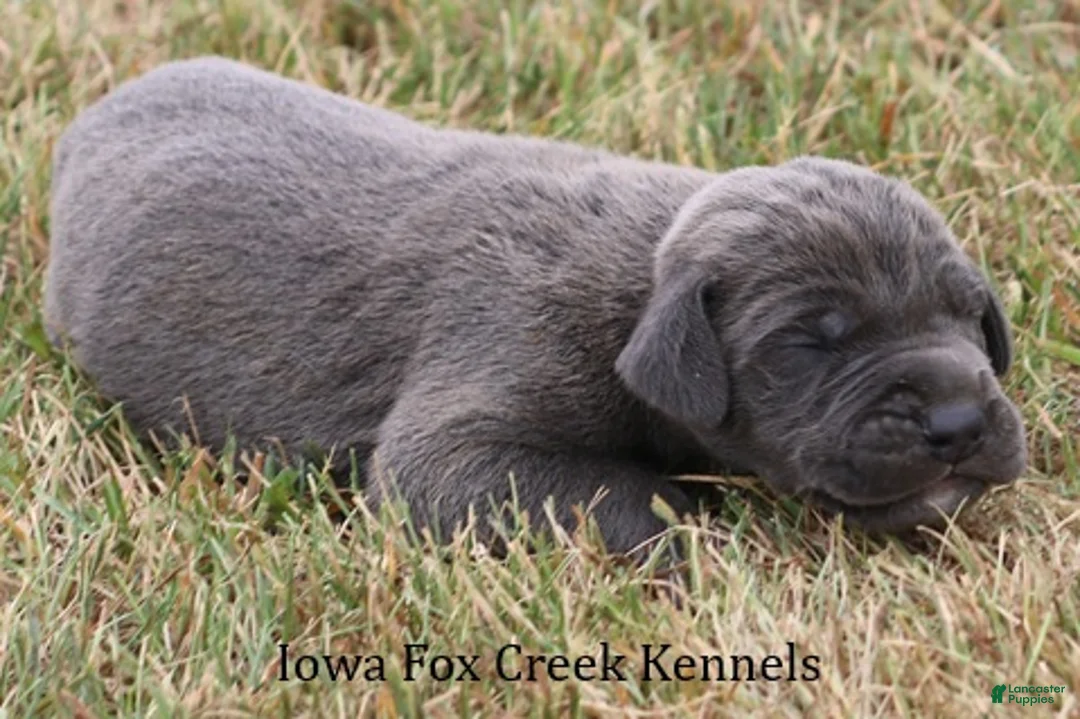 Great Dane dogs for sale: Sarge - Ad 2