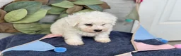 Bichon Frise dogs for sale: Everett - Ad 11