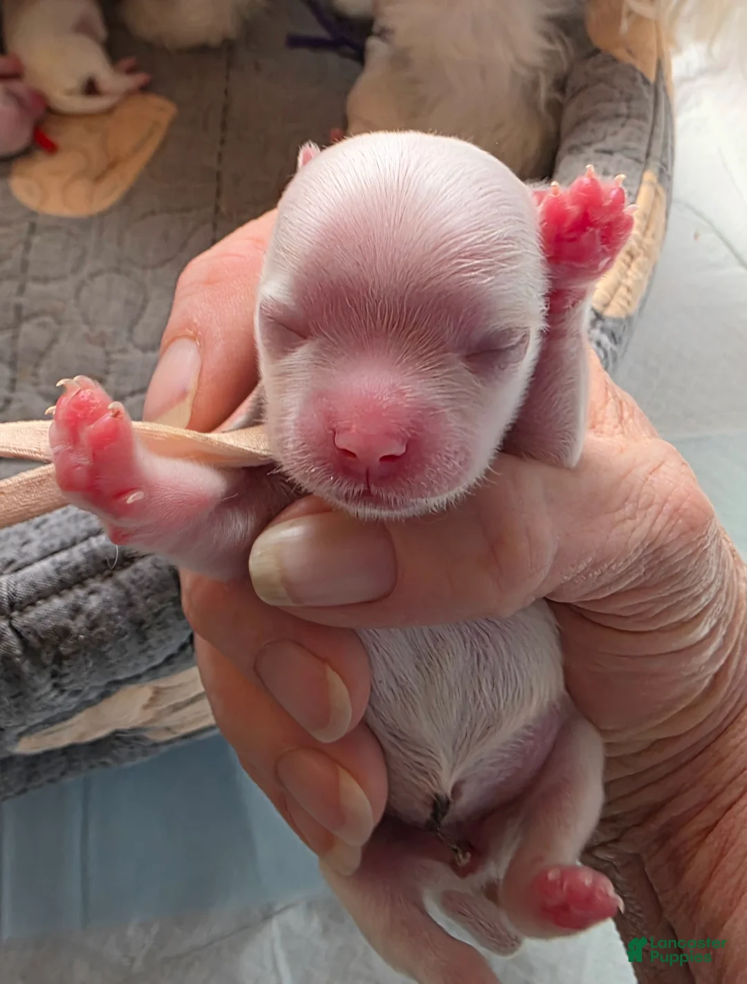 Maltese dogs for sale: Pearl - Ad 2