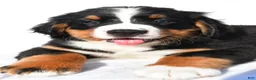 Bernese Mountain Dog dogs for sale: Patrick - Ad 4