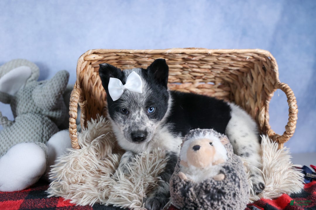 Mixed Breed dogs for sale: DIXIE - Ad 12