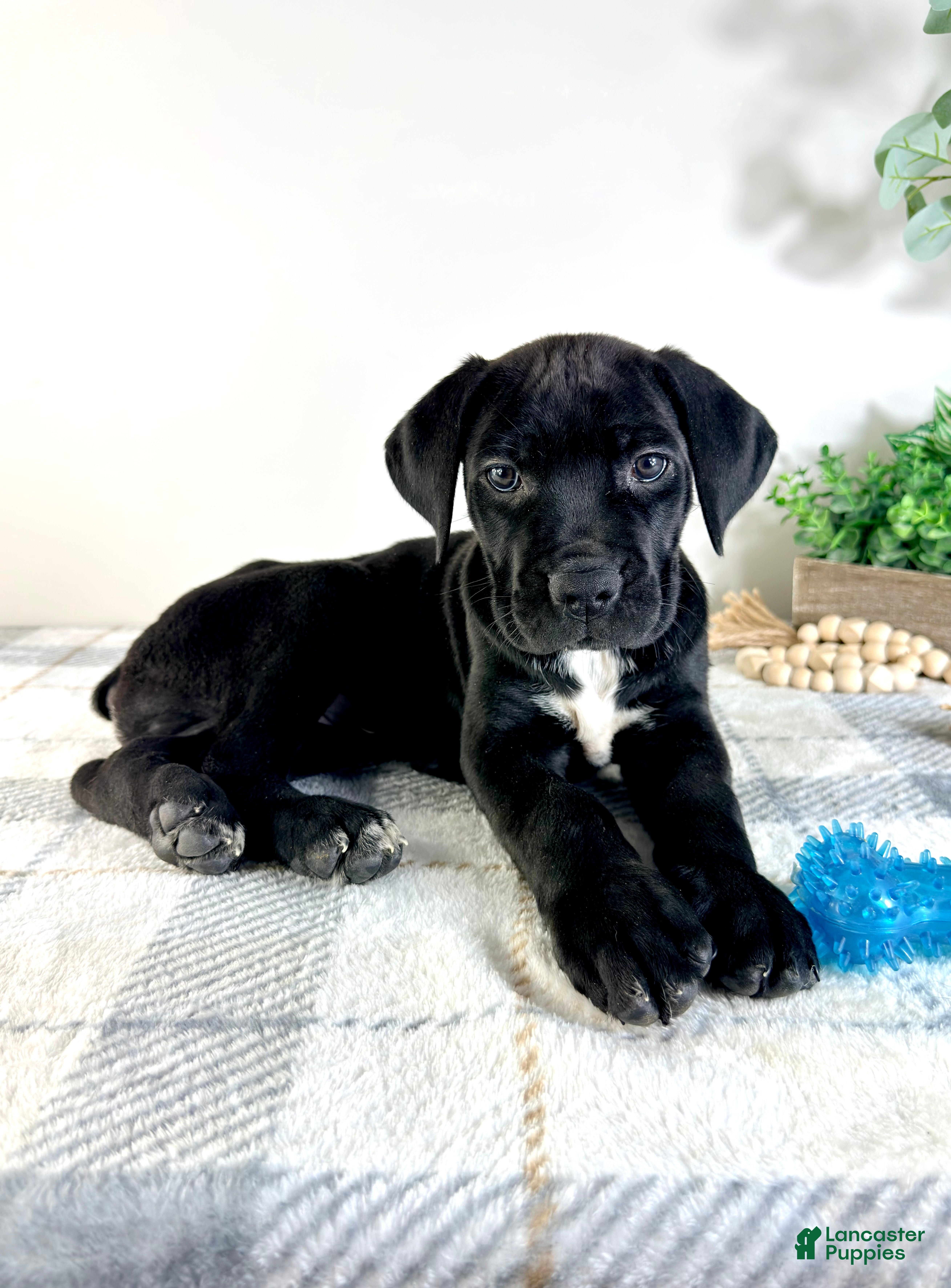 Cane Corso dogs Zeus - Ad 22