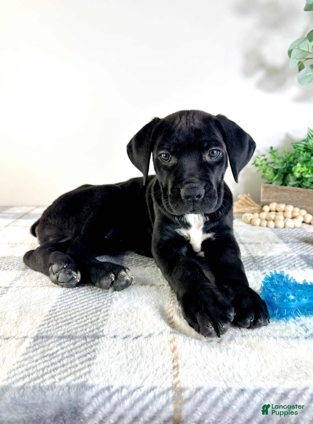 Cane Corso dogs for sale: Zeus - Ad 1