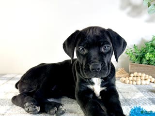 Cane Corso dogs Zeus - Ad 40