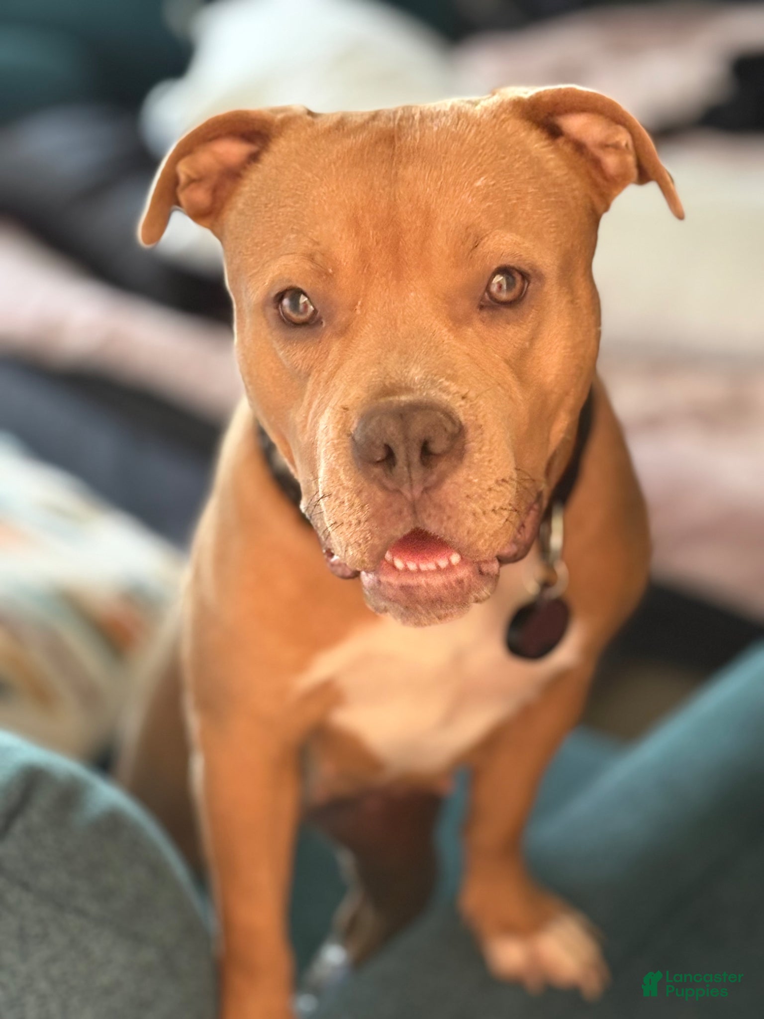American Bully dogs American Bully Puppy 1 - Ad 1
