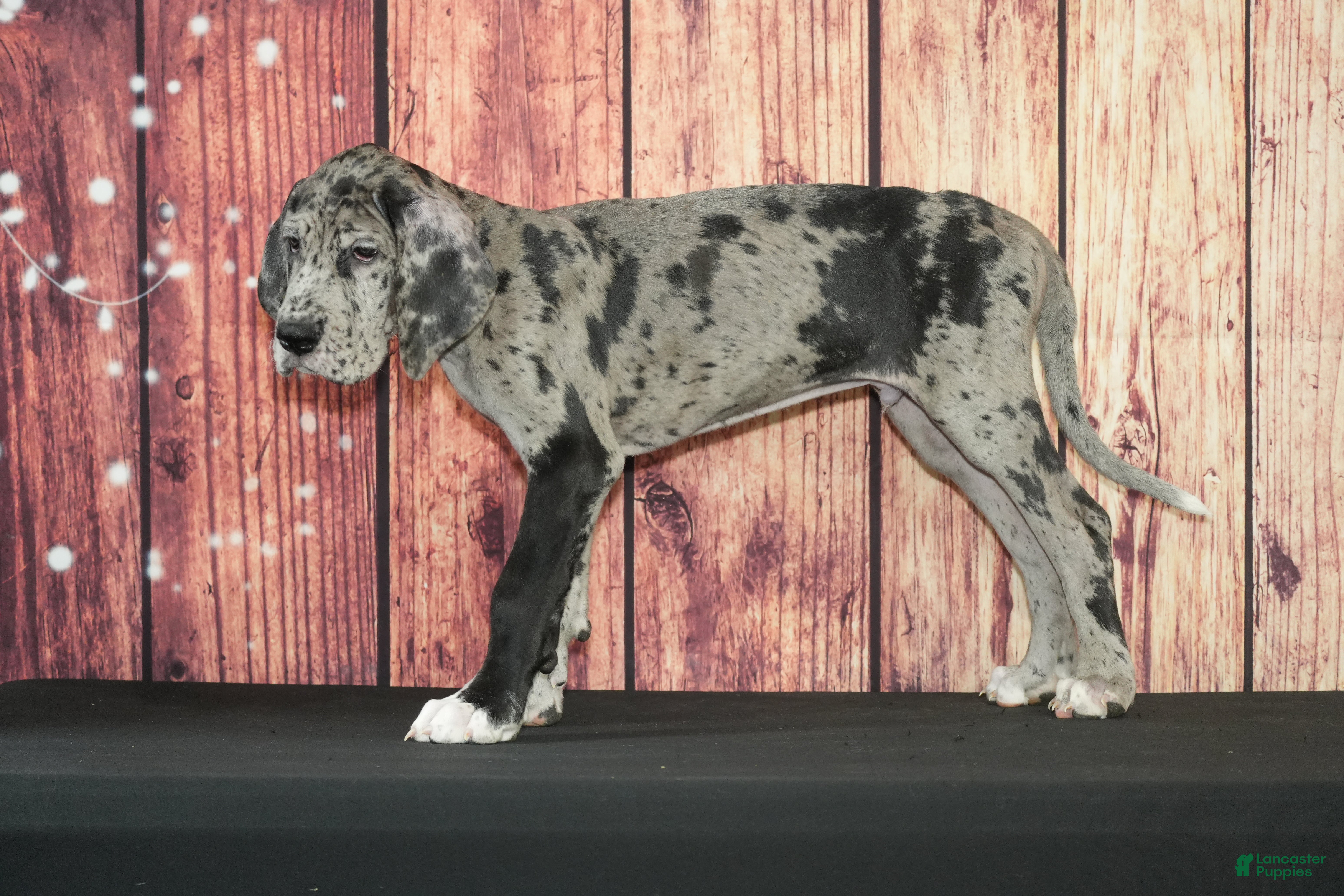 Great Dane dogs Benji - Ad 22