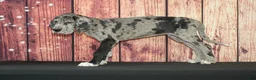 Great Dane dogs for sale: Benji - Ad 1