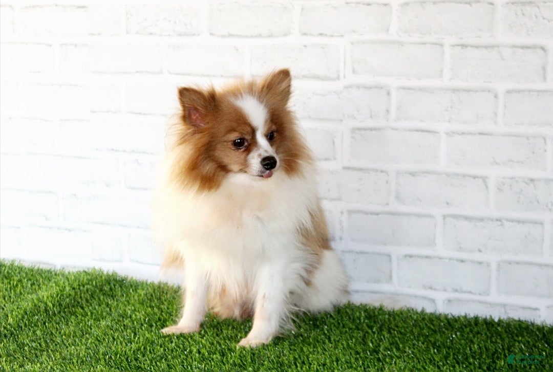 Pomeranian dogs for sale: Allie - Ad 15