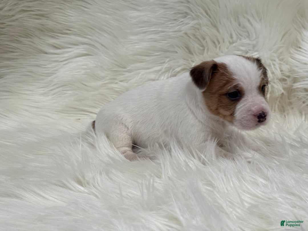 Jack Russell Terrier dogs for sale: Rea Puppy 4 - Ad 4