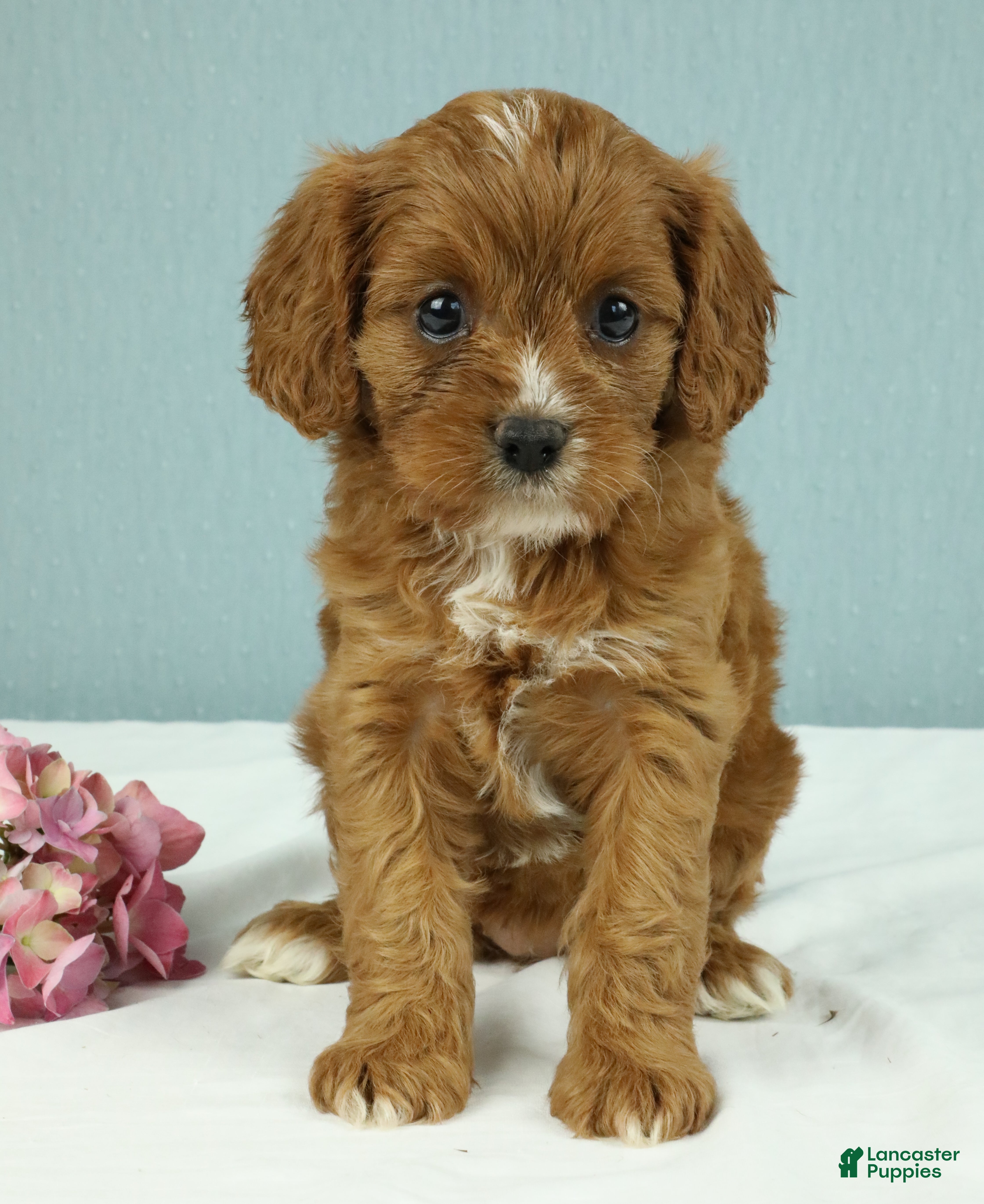 Cavapoo dogs Toffee 🧁 - Ad 1