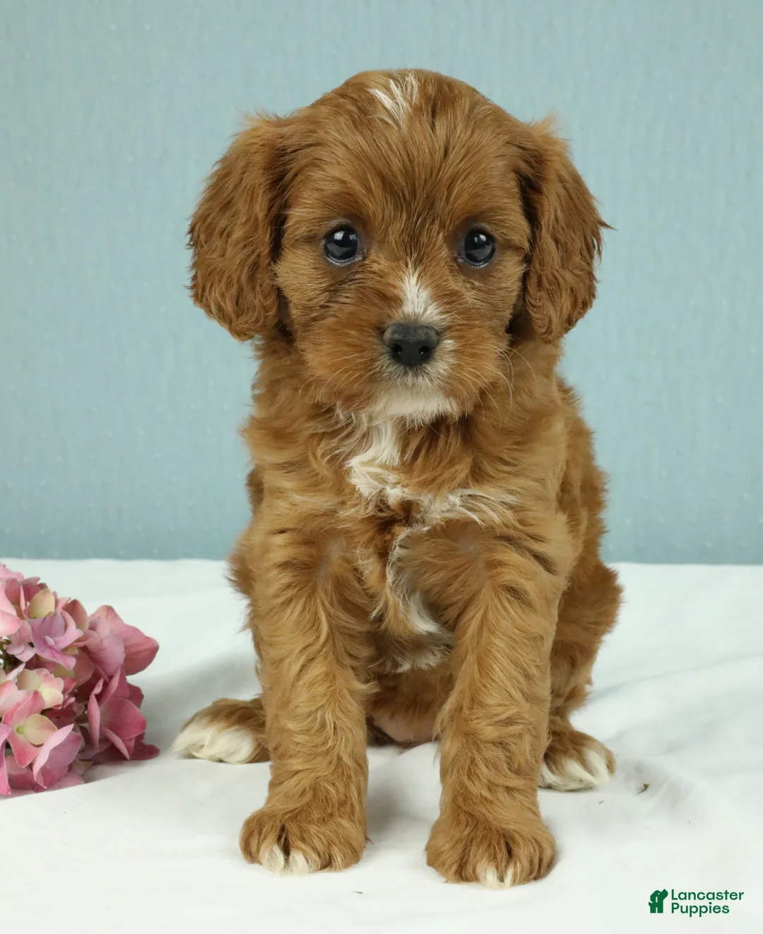 Cavapoo dogs for sale: Toffee 🧁 - Ad 1