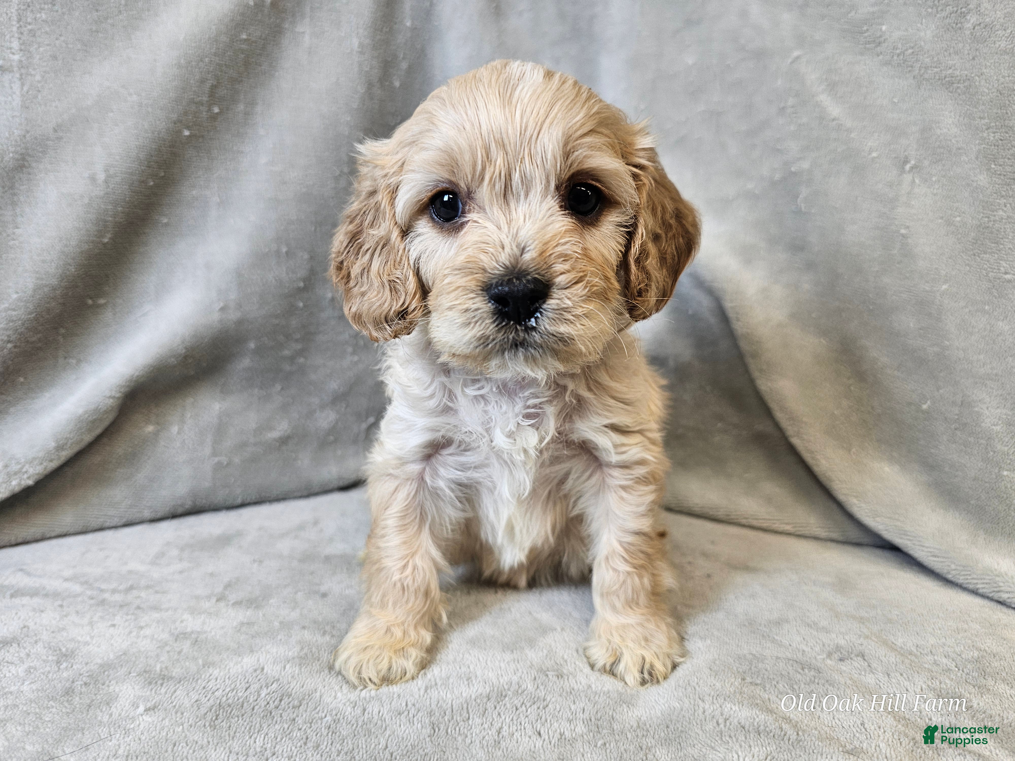 Cavapoo dogs Stelline - Ad 1