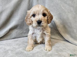 Cavapoo dogs Stelline - Ad 1