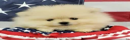 Pomeranian dogs for sale: Wynette - Ad 3