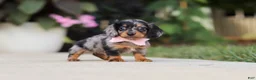 Miniature Dachshund dogs for sale: Cora - Ad 5