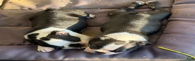 Boston Terrier Boy