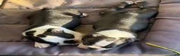 Boston Terrier dogs for sale: Boston Terrier Boy - Ad 1