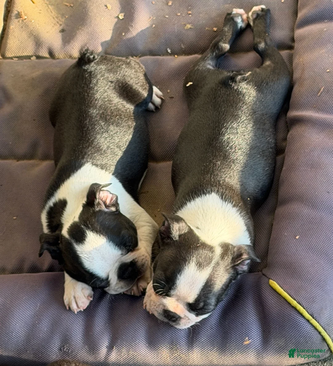 Boston Terrier dogs for sale: Boston Terrier Boy - Ad 1