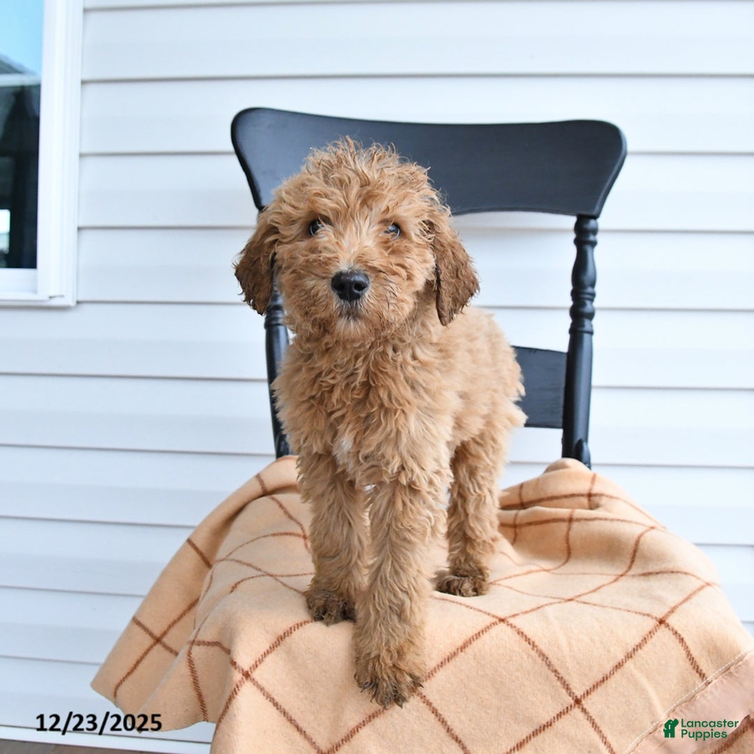 Goldendoodle dogs for sale: Bear - Ad 3