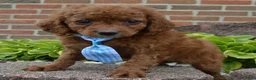 Cavapoo dogs for sale: Caesar - Ad 9