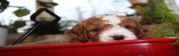 Cavapoo dogs for sale: Jolly - F1B Cavapoo Male - Ad 2