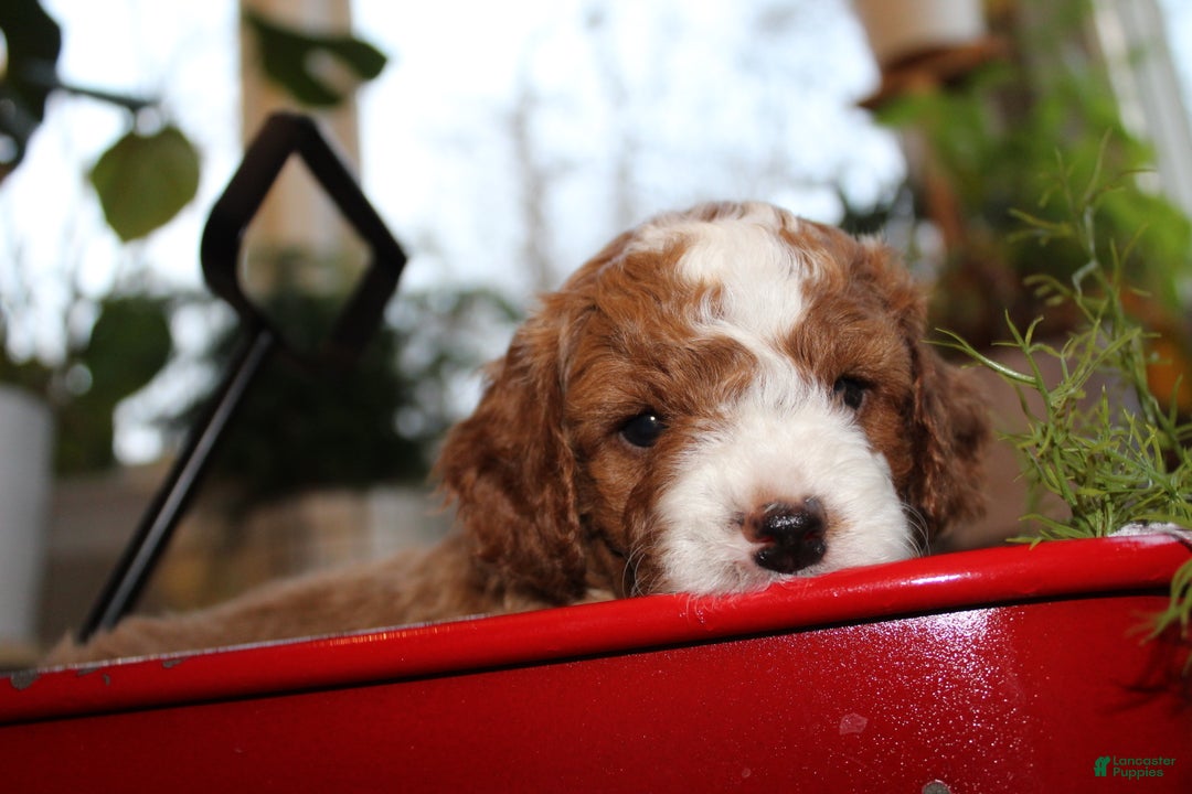 Cavapoo dogs for sale: Jolly - F1B Cavapoo Male - Ad 2