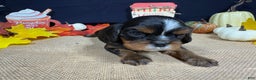 Cavalier King Charles Spaniel dogs for sale: Cavalier King Charles Spaniel Puppy 1 - Ad 1