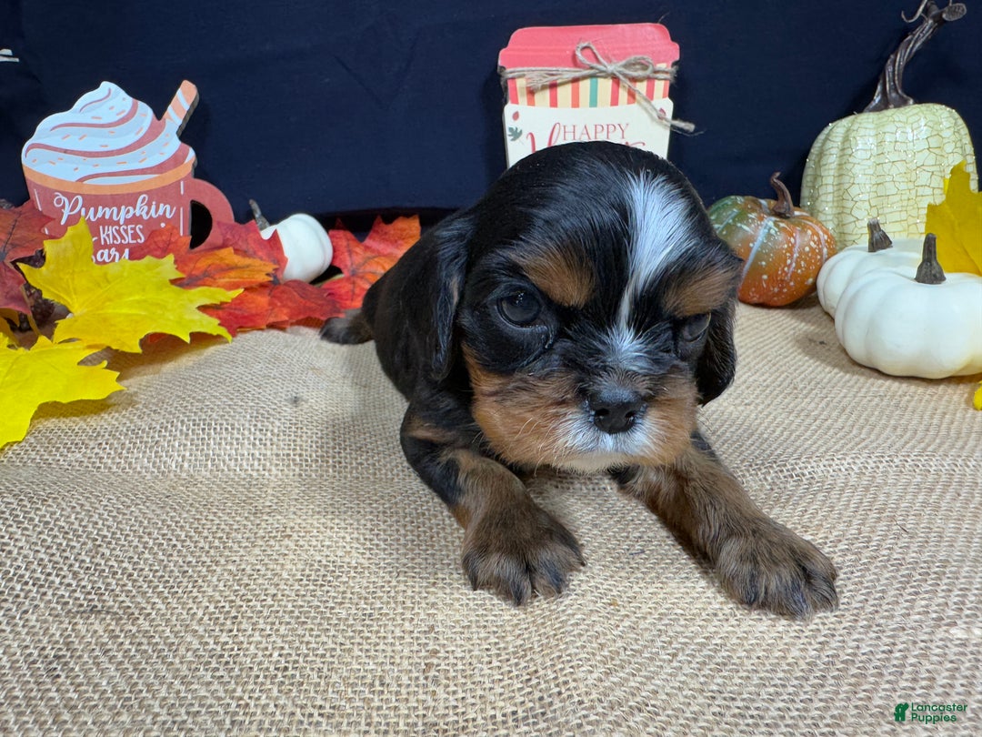 Cavalier King Charles Spaniel dogs for sale: Cavalier King Charles Spaniel Puppy 1 - Ad 1