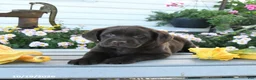 Labrador Retriever dogs for sale: Jace - Ad 3
